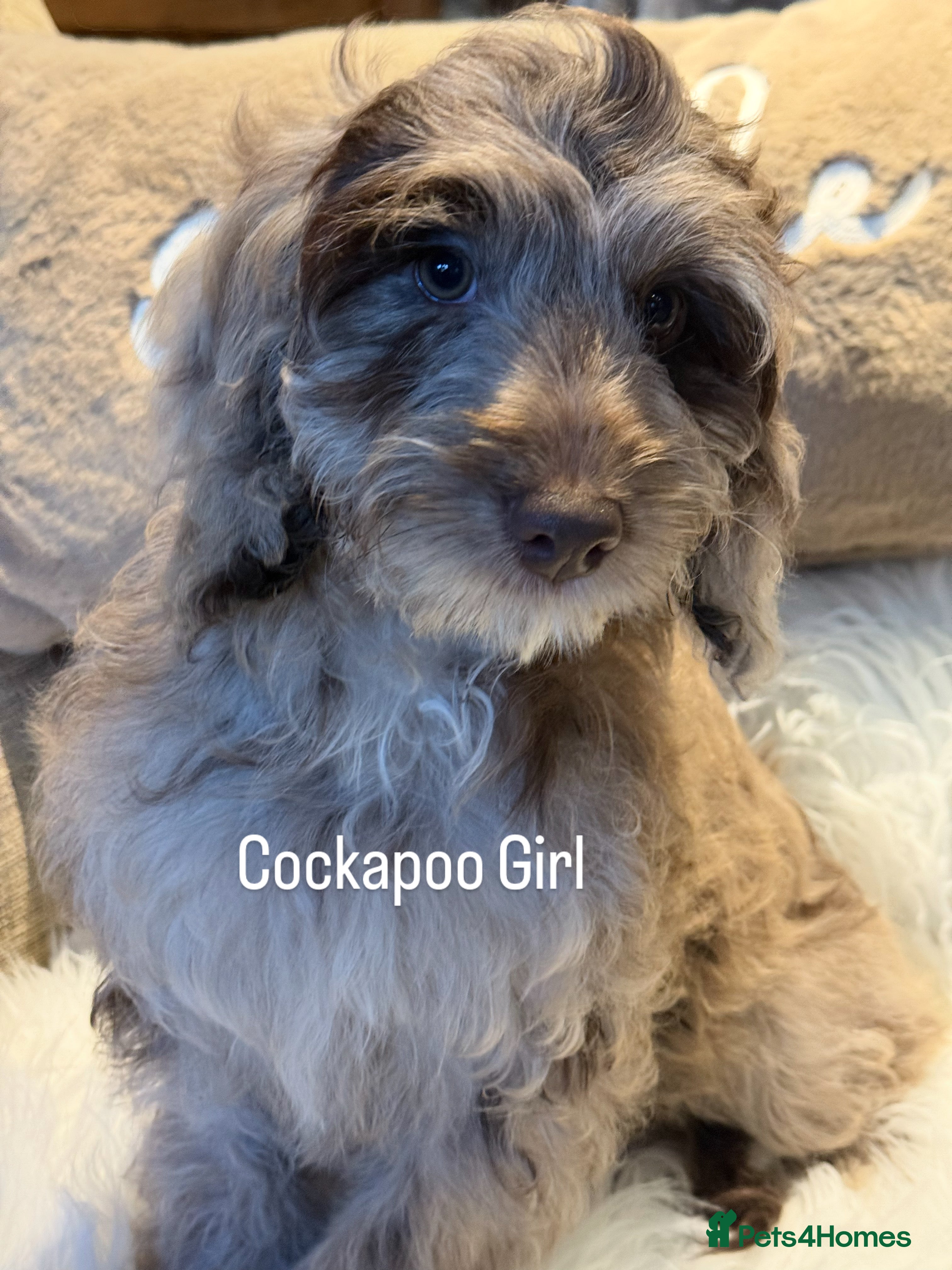 Cockapoo dogs Choc Merle F1 Cockapoo girl fully vaccinated  - Advert 3