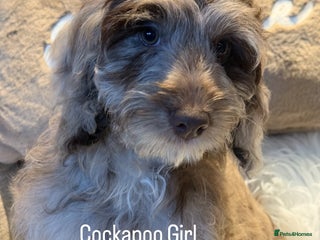 Cockapoo dogs Choc Merle F1 Cockapoo girl fully vaccinated - Advert 1