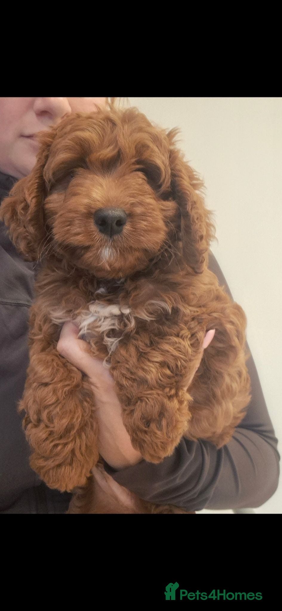 Cockapoo dogs ONE BOY REDUCED F1 SHOW - Advert 1