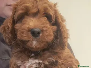 Cockapoo dogs ONE BOY REDUCED F1 SHOW - Advert 1