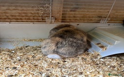 Mini Lop rabbits for sale: Mini Lops looking for a loving home  - Image 2