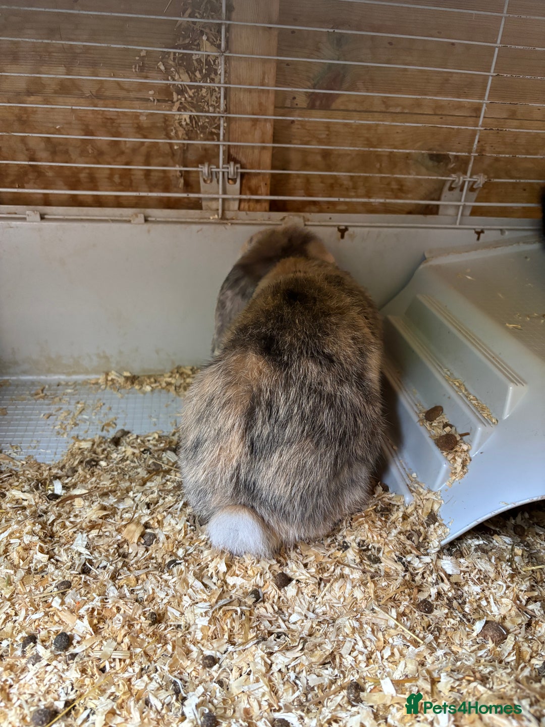 Mini Lop rabbits for sale: Mini Lops looking for a loving home  - Image 2
