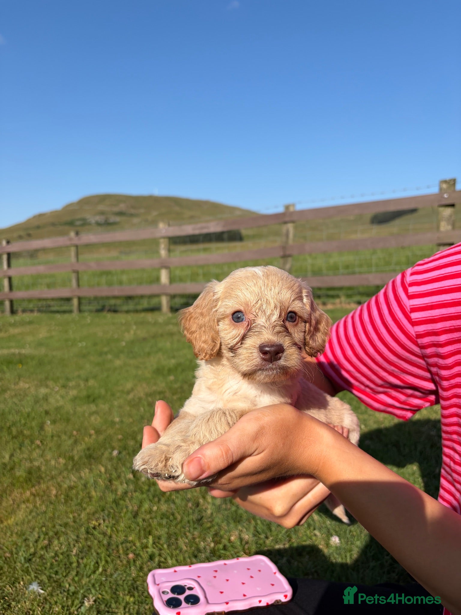 Cockapoo dogs *READY* 4 Gorgeous Cockapoo puppies left for sale - Advert 2
