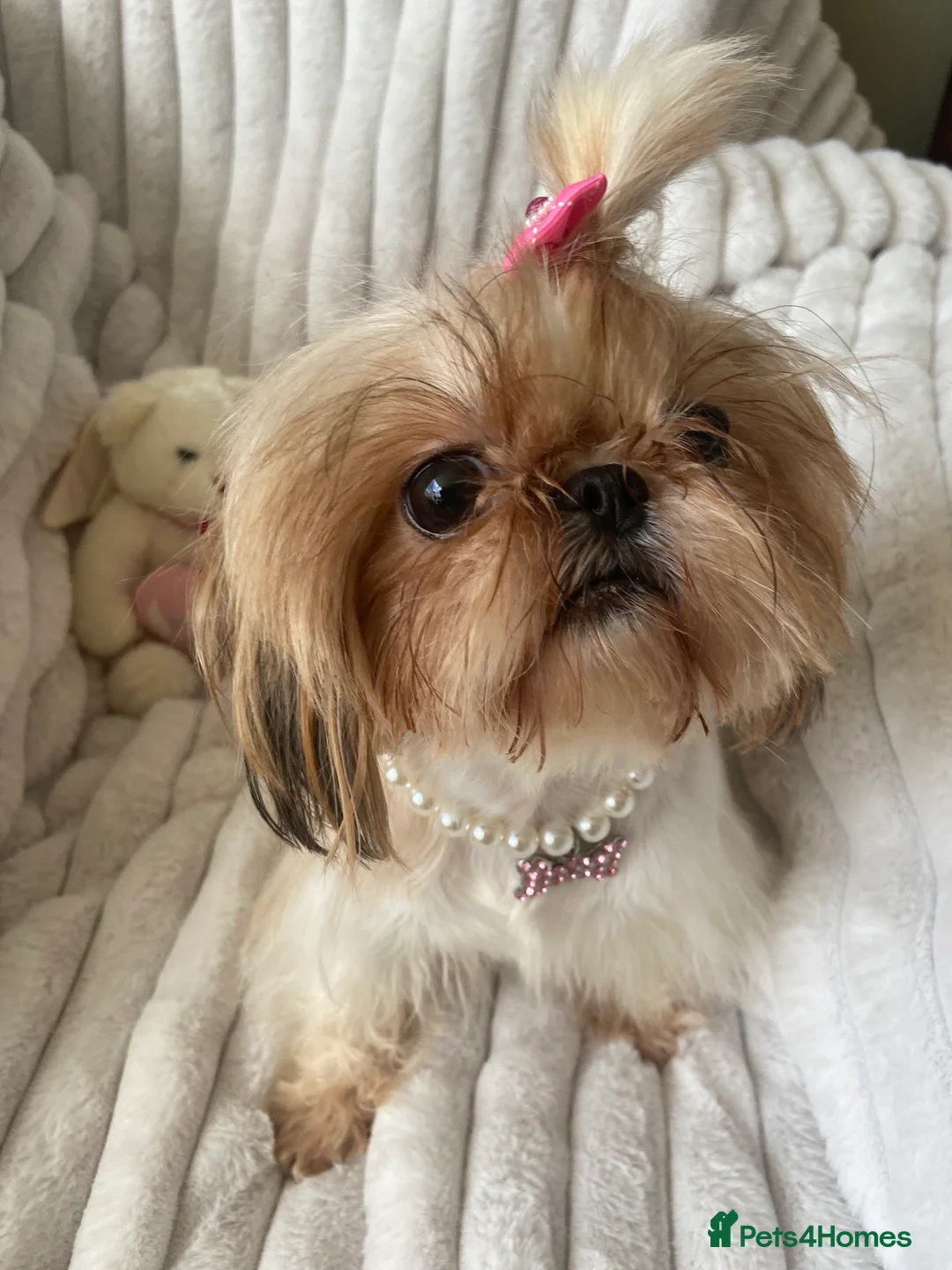 Shih Tzu dogs for sale: Beautiful imperial shihtzu boy pups - Advert 7