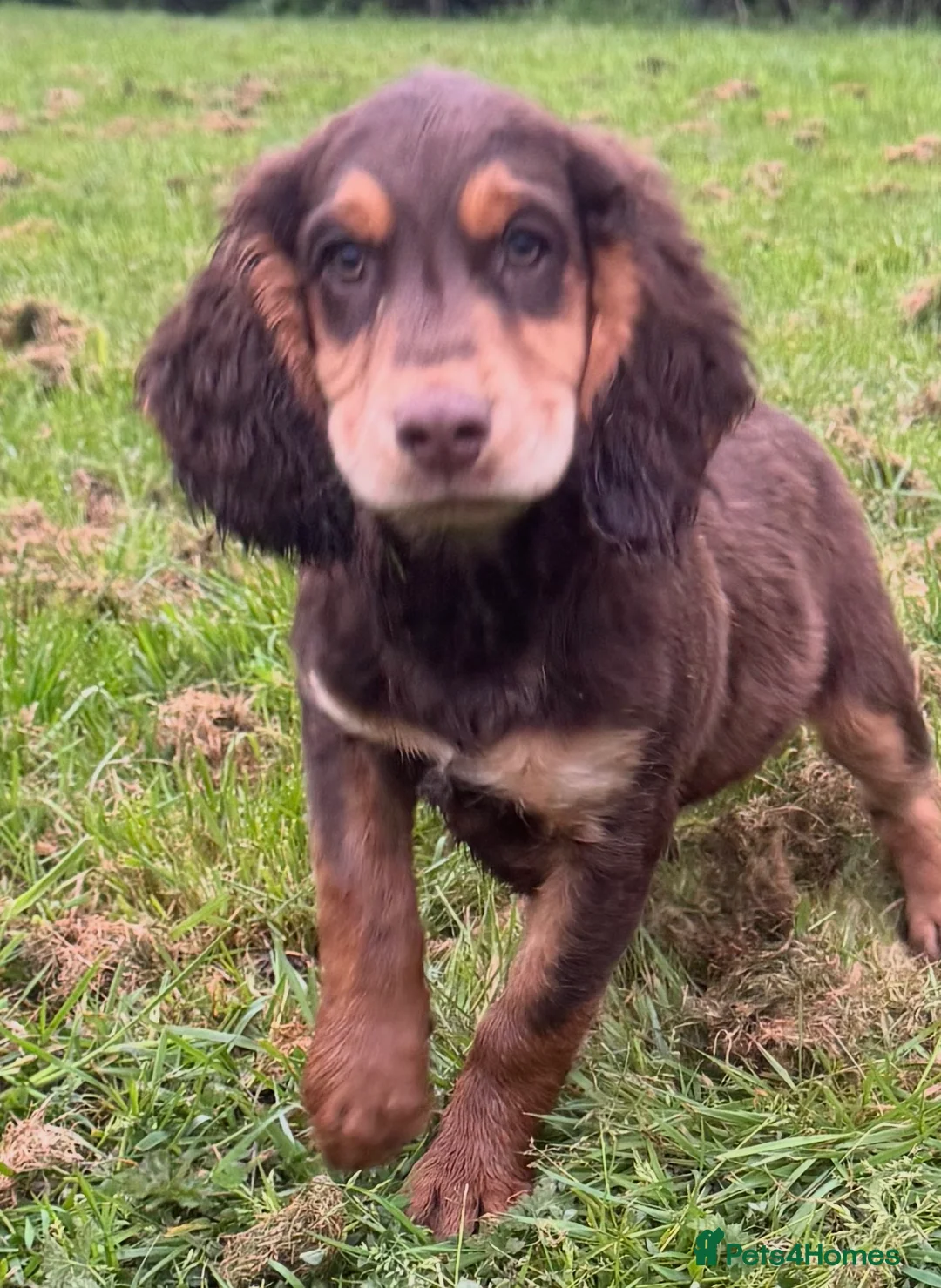 Sprocker dogs for sale: Healthy checked DNA clear stunning happy pups - Advert 1