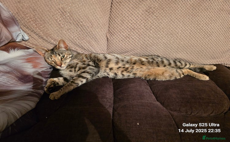 Bengal cats - Advert 5