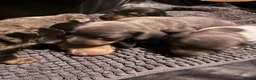 Miniature Dachshund dogs for sale: Stunning RARE miniature Dachshunds - Advert 12