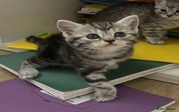 American Shorthair cats for sale: American shorthair  - Image 29