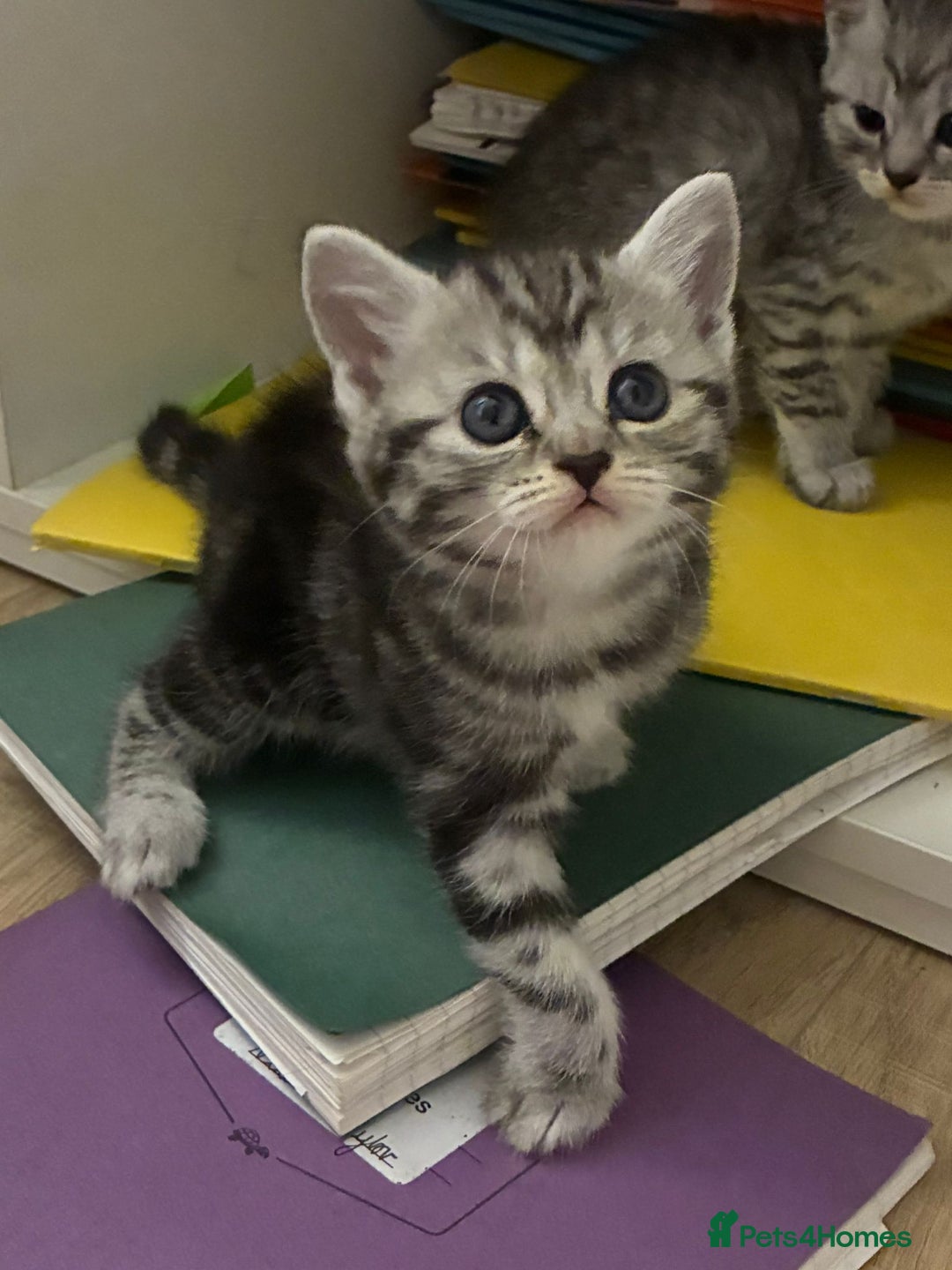 American Shorthair cats for sale: American shorthair  - Image 29