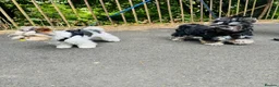 Yorkshire Terrier dogs for sale: Beautiful Yorkshire Terrier Puppies IHR Pedigree - Advert 17