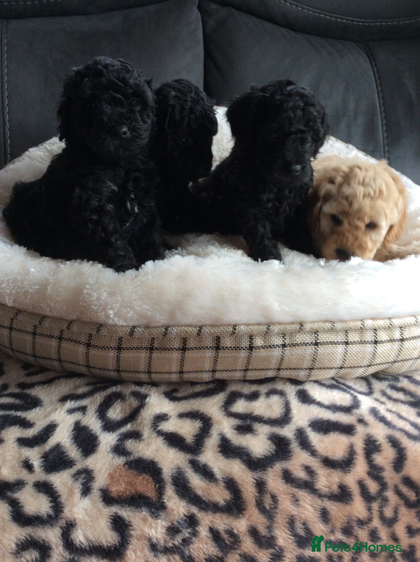 Cockapoo dogs Gorgeous litter of f1b cockapoo puppies - Advert 2