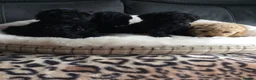 Cockapoo dogs for sale: Gorgeous litter of f1b cockapoo puppies - Advert 2
