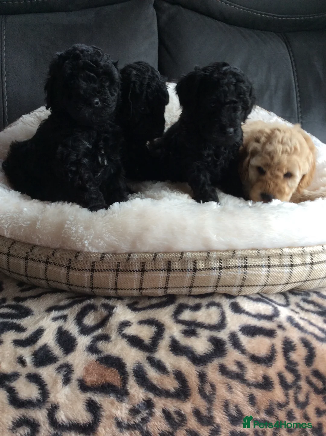Cockapoo dogs for sale: Gorgeous litter of f1b cockapoo puppies - Advert 2