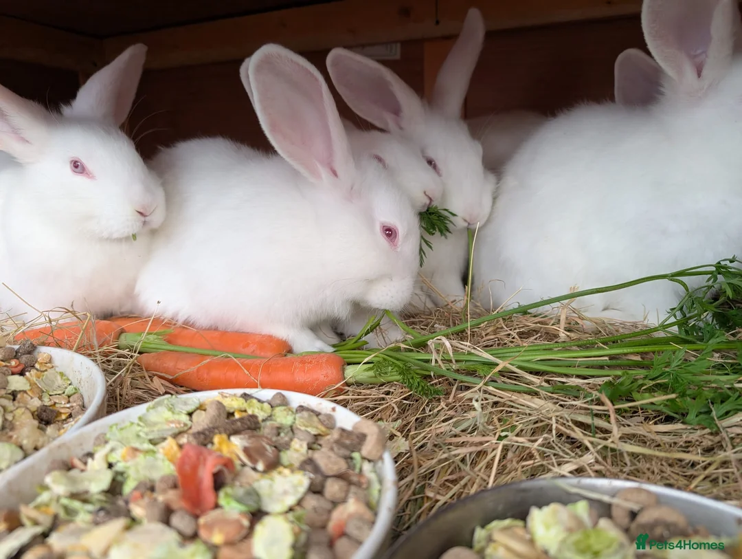 New Zealand rabbits for sale: New Zealand White kits pure - Advert 3