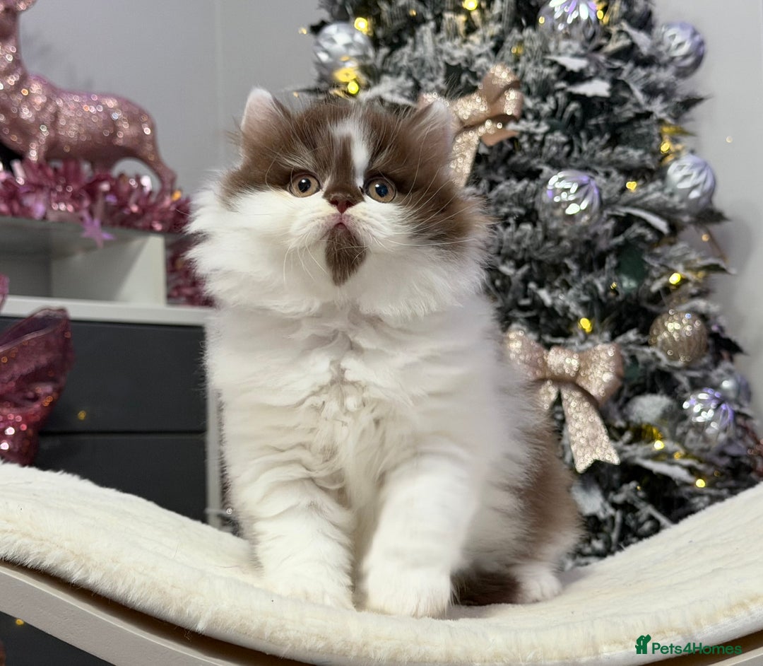 British Shorthair cats for sale: Gorgeous British Kittens - Advert 10