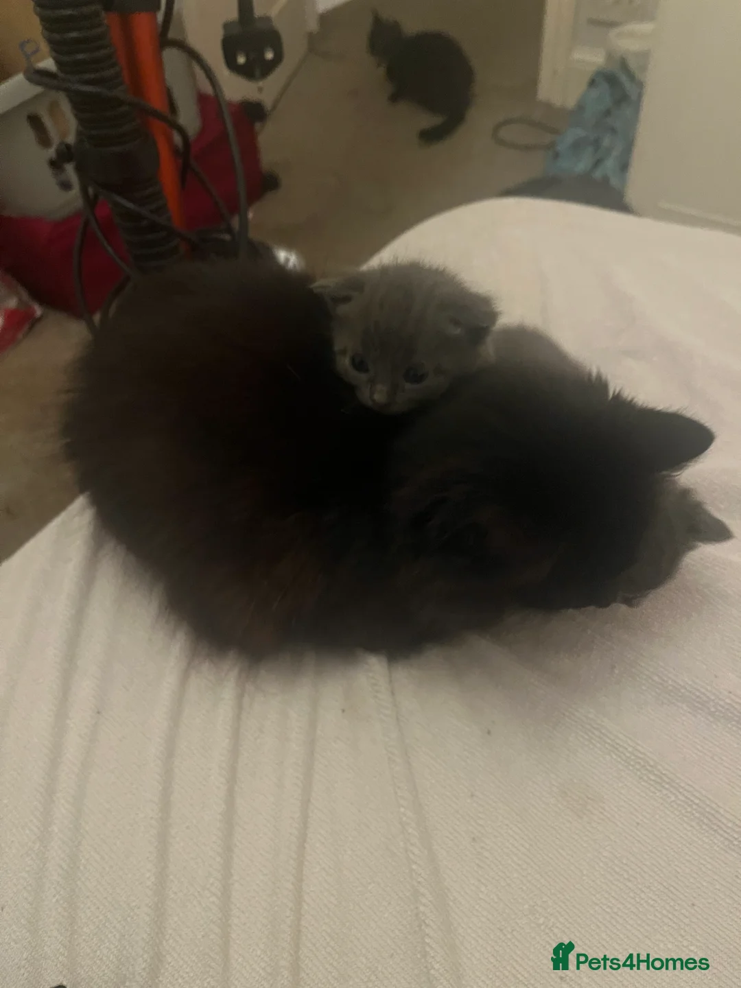 Mixed Breed cats for sale: 2 Grey kittens - Advert 5