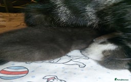 Mixed Breed cats for sale: 4 beautiful kittens - Image 18