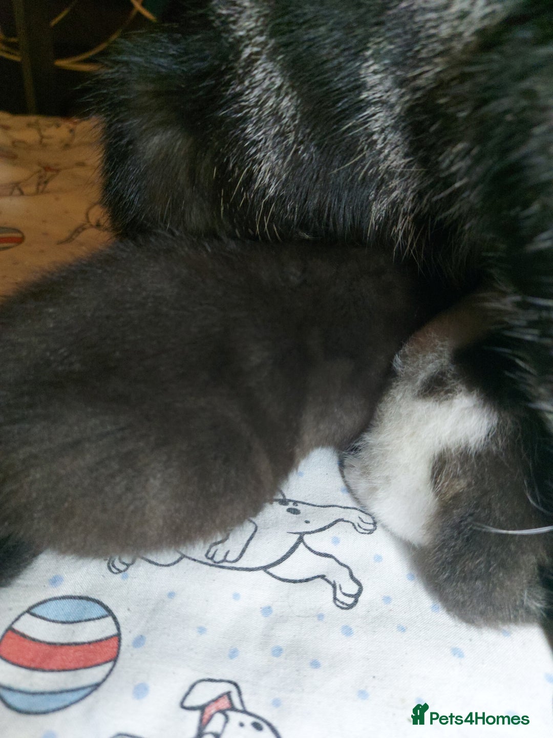 Mixed Breed cats for sale: 4 beautiful kittens - Image 18