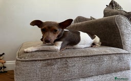 Jack Russell dogs for sale: 💙 miniture JR PUPS 💙 - Image 7