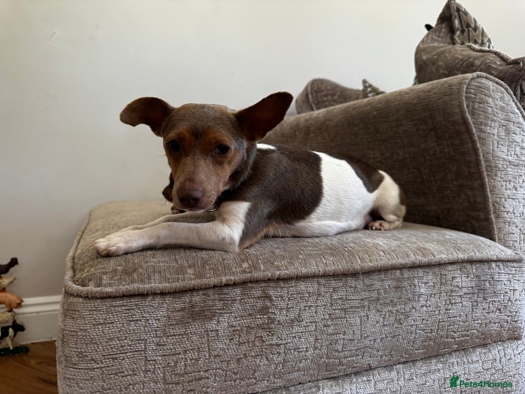 Jack Russell dogs for sale: 💙 miniture JR PUPS 💙 - Image 7