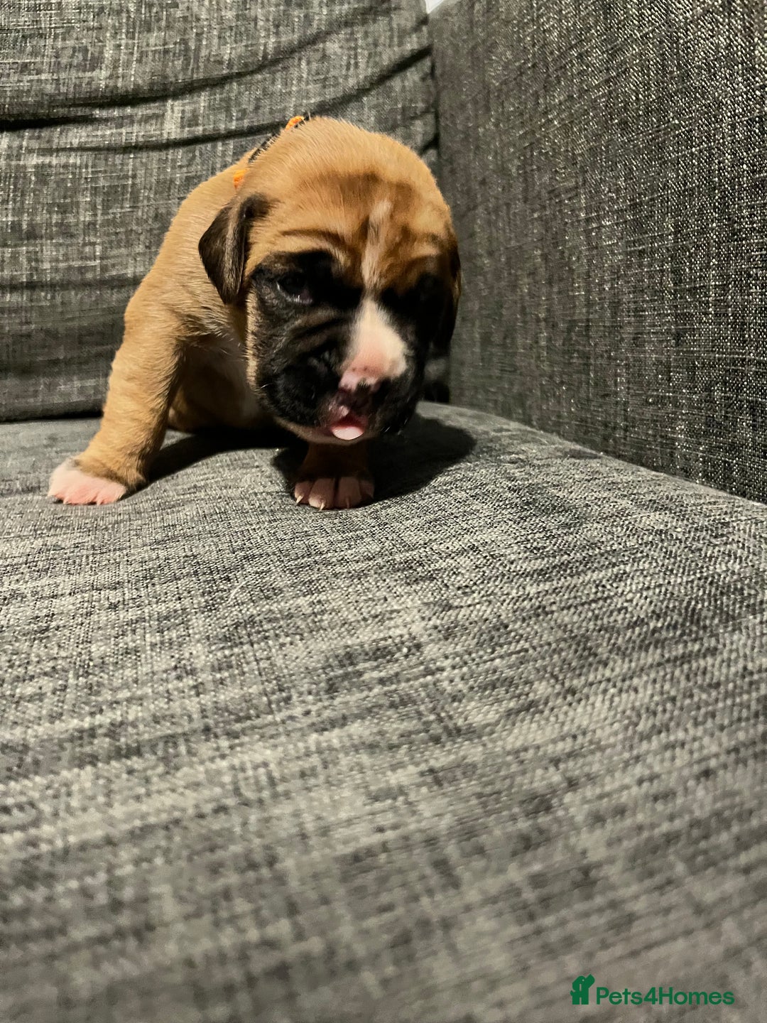 Boxer dogs for sale: Beautiful bob/tailed litter pure boxers  - Advert 29