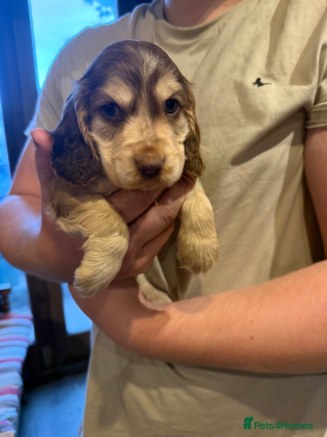 Cocker Spaniel dogs for sale: Wonderful show type cocker spaniels - Image 21