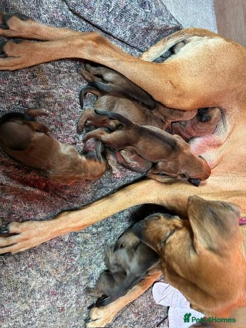 Rhodesian Ridgeback dogs RHODESIAN RIDGEBACKS KC  - Advert 1