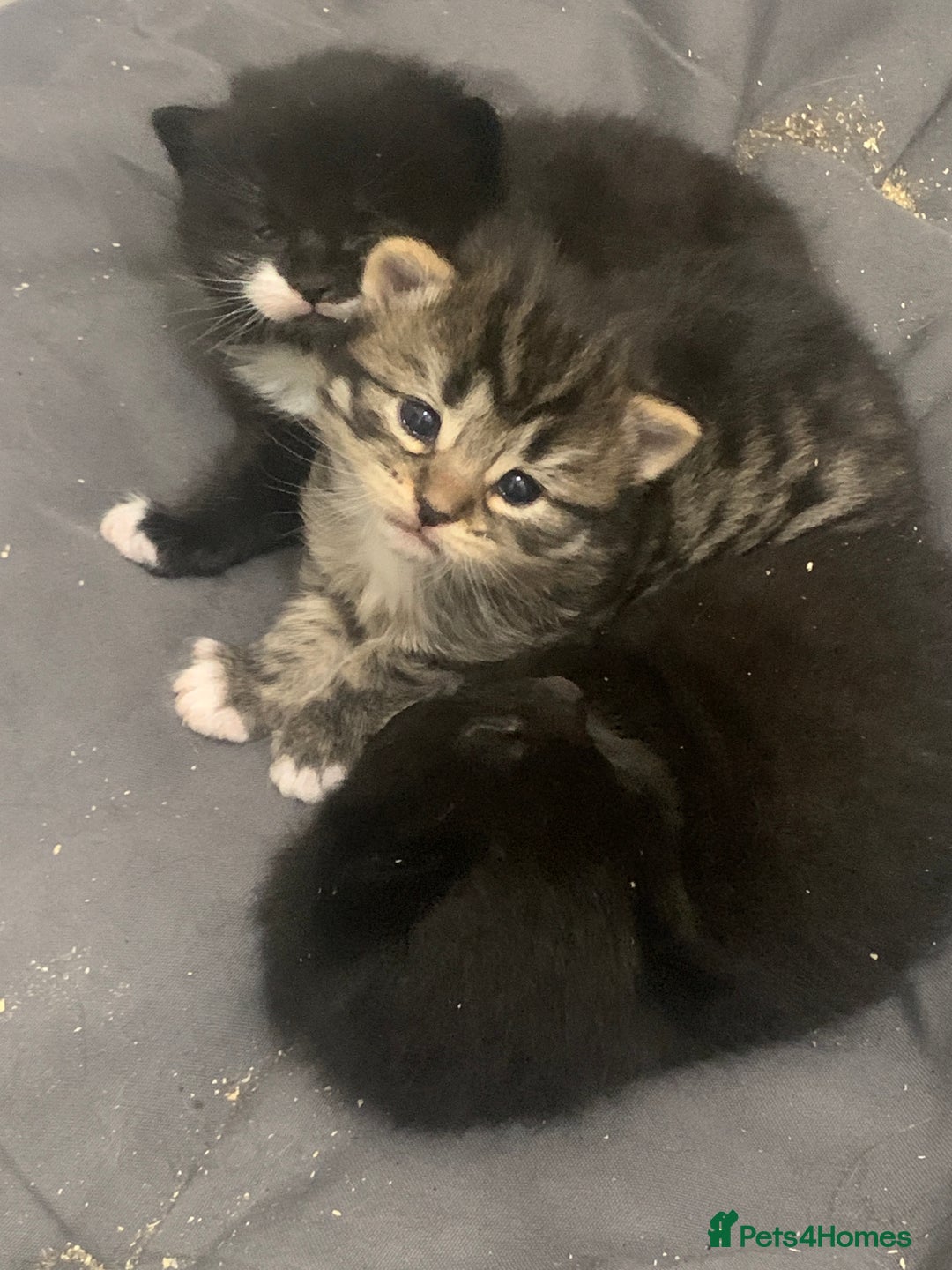 Mixed Breed cats for sale: Stunning kittens - Advert 12