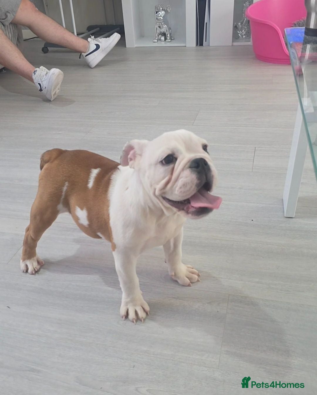 English Bulldog dogs English bulldog pup kc reg (READY NOW)   - Advert 1