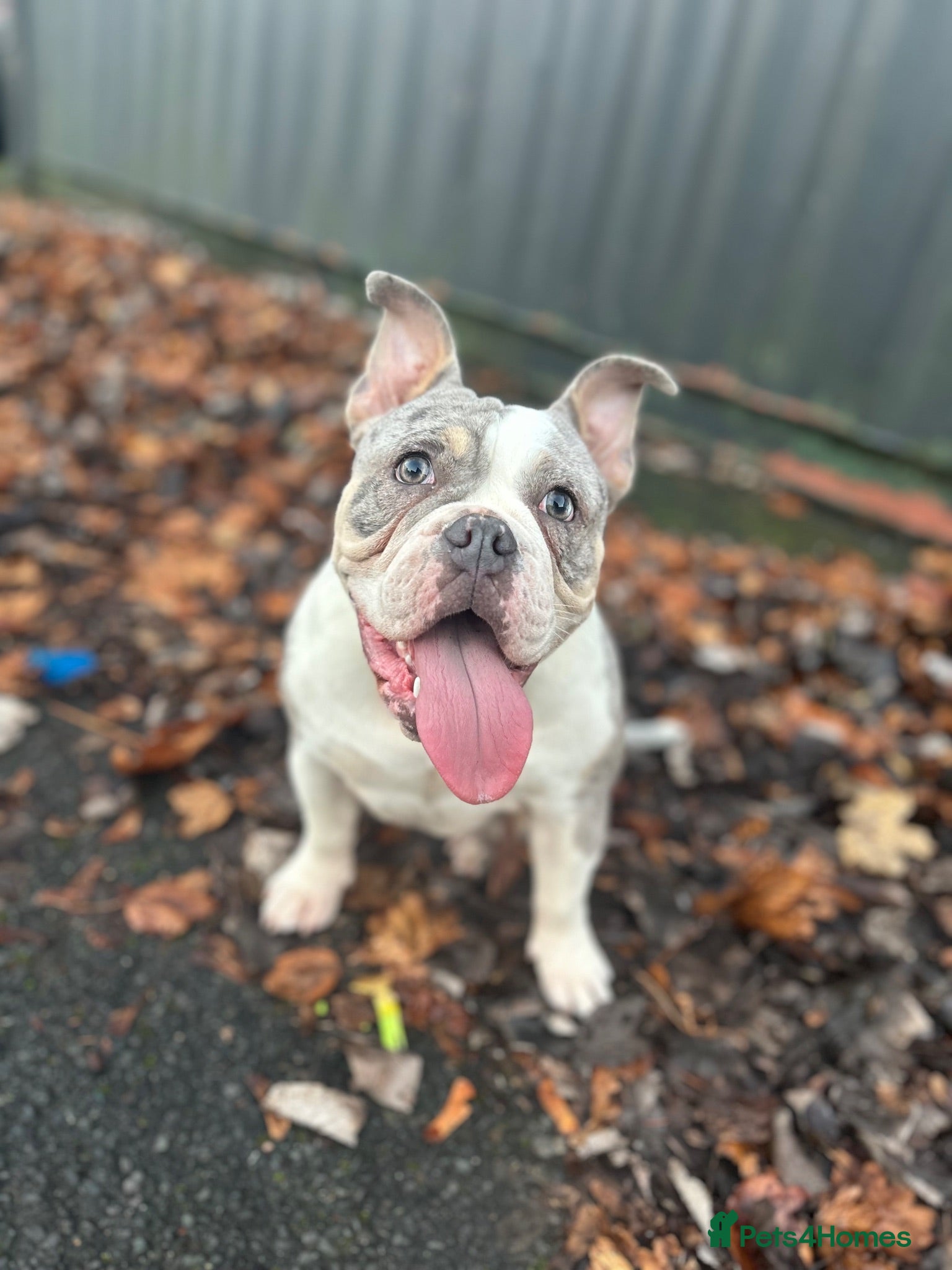 American Bully dogs Pocket Bully – 2 year old  - Advert 1