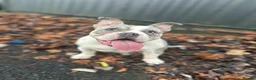 American Bully dogs for sale: Pocket Bully – 2 year old  - Advert 1