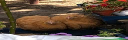 Chickens poultry for sale: Orpington Pullets and Cockerels Various Ages  - Advert 3