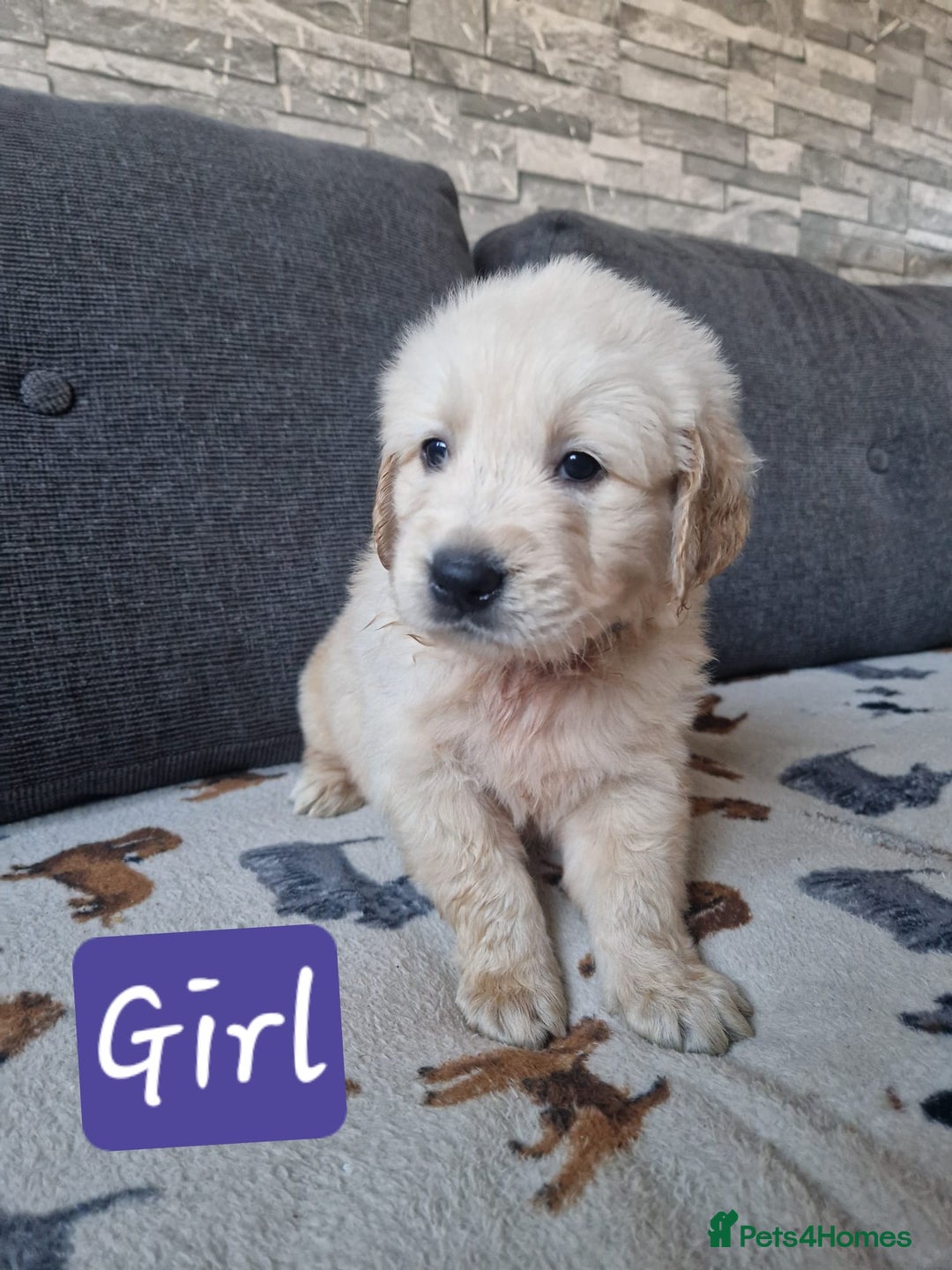 Golden Retriever dogs for sale: KC GoldenRetriver,READY NOW - Advert 14