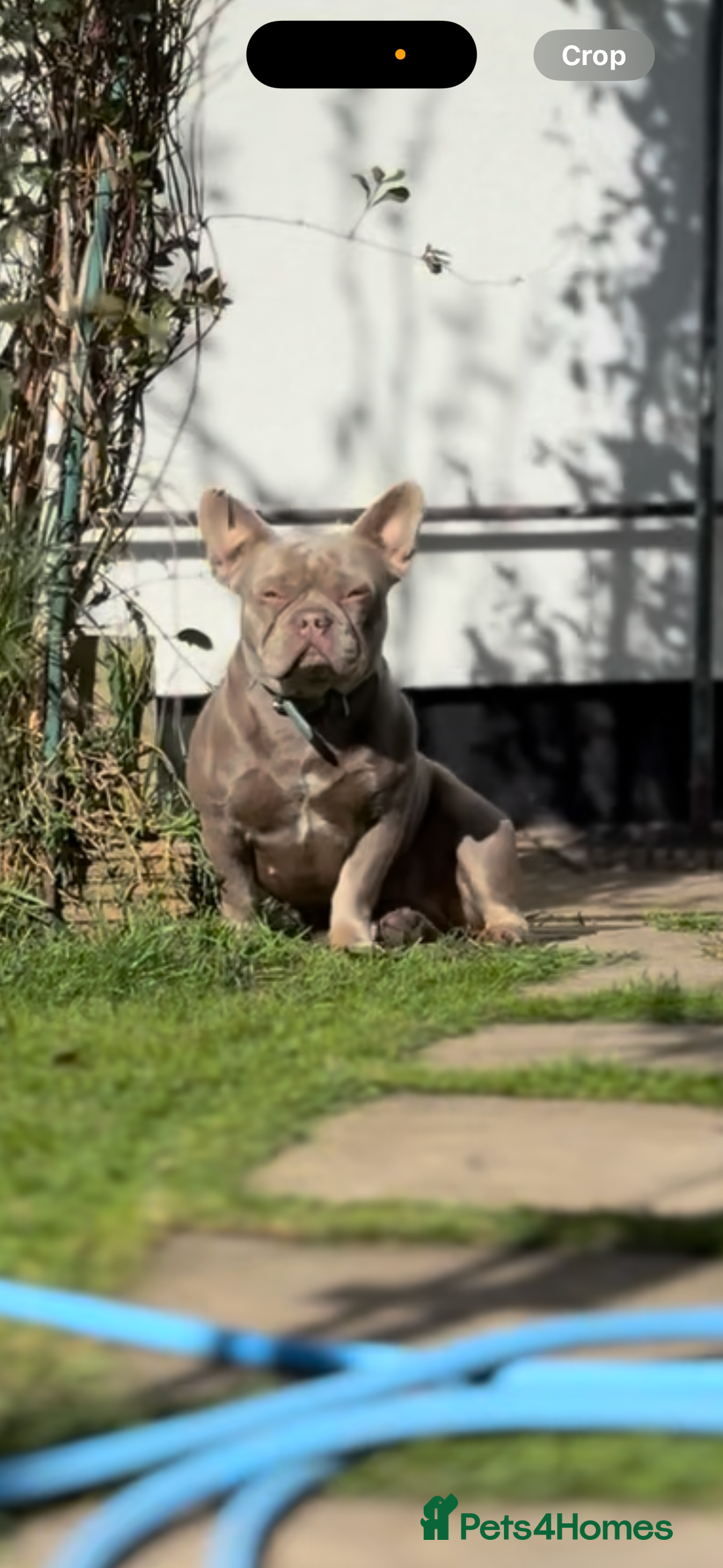 French Bulldog dogs for sale: French Bulldog Girl Singleton Newshade Isabella - Advert 5