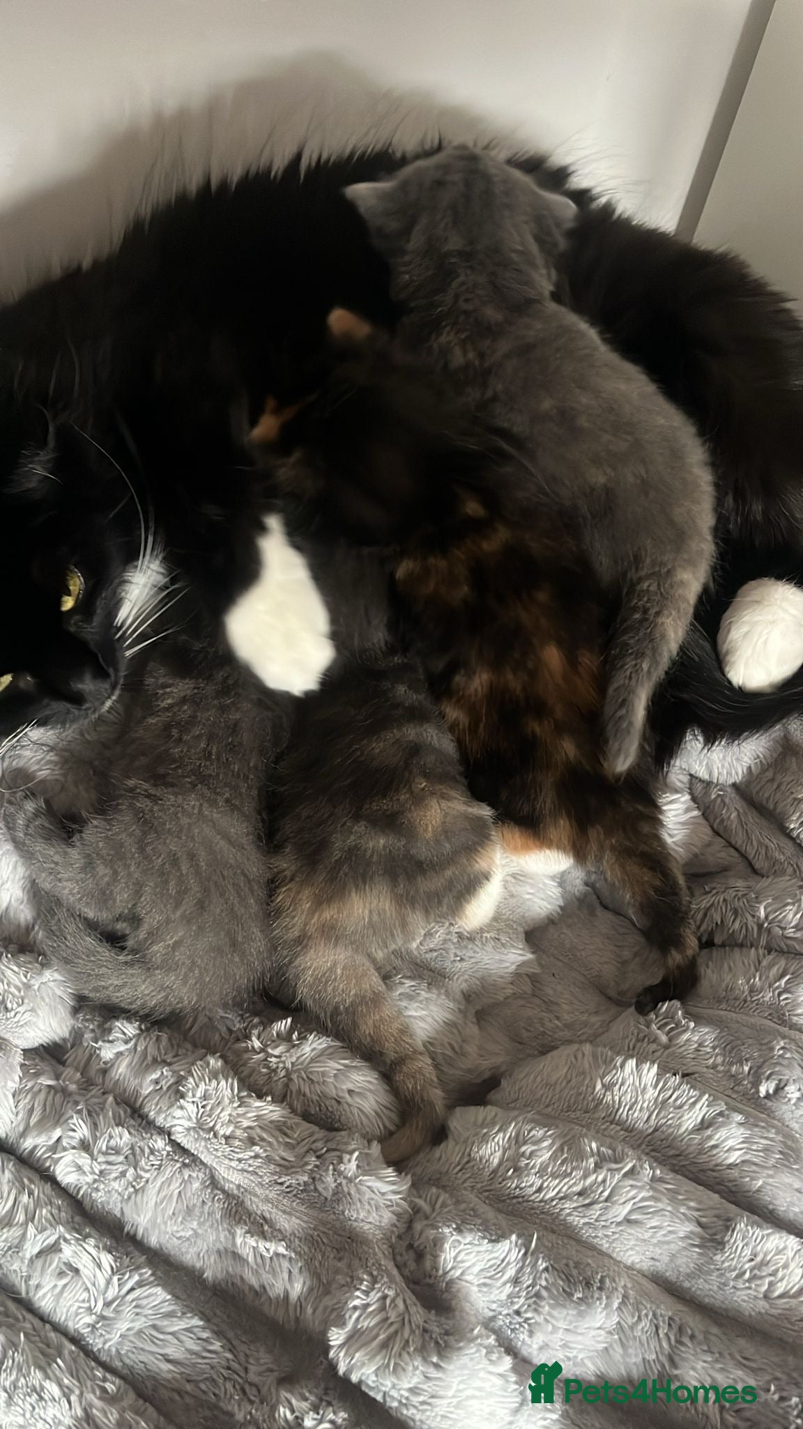 Mixed Breed cats 4 Beautiful Fluffy Babies - Advert 1