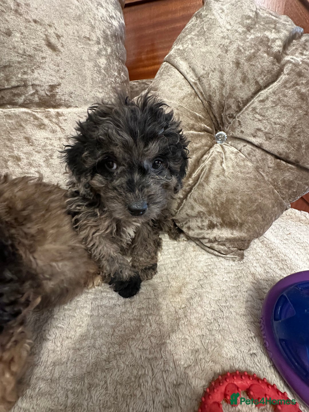 Cockapoo dogs for sale: Cockapoo puppies ready now  - Advert 20