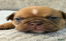 English Bulldog dogs for sale: English Bulldog puppies for sale KC registered  - Image 5