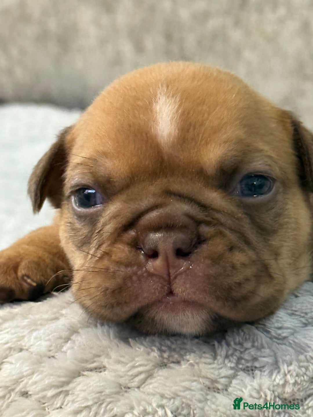English Bulldog dogs for sale: English Bulldog puppies for sale KC registered  - Image 5