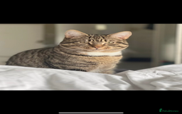 Mixed Breed cats for sale: Milo  - Image 2