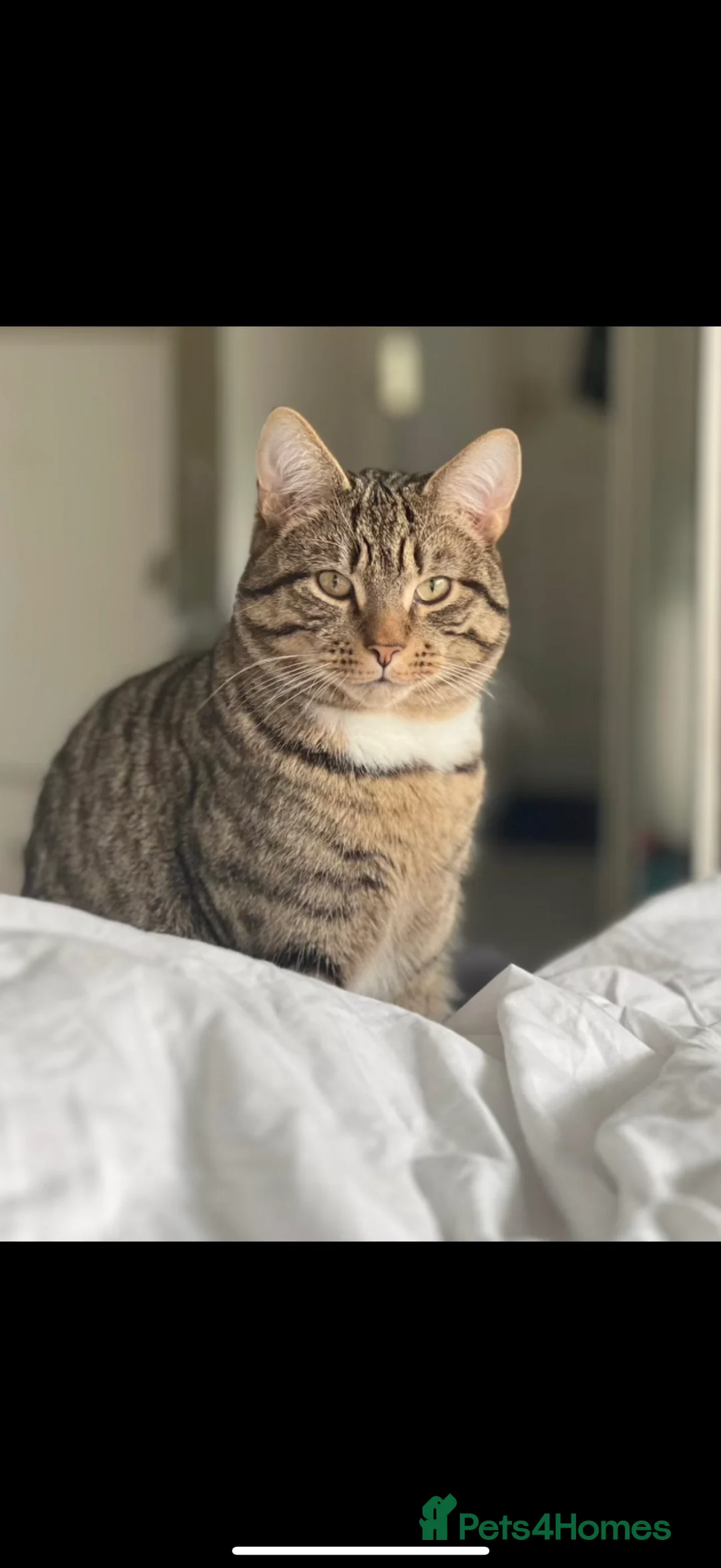Mixed Breed cats for sale: Milo  - Advert 2