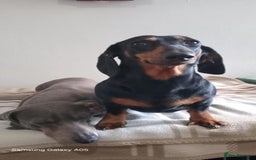 Miniature Dachshund dogs for sale: Absolutely stunning little babies - Image 7