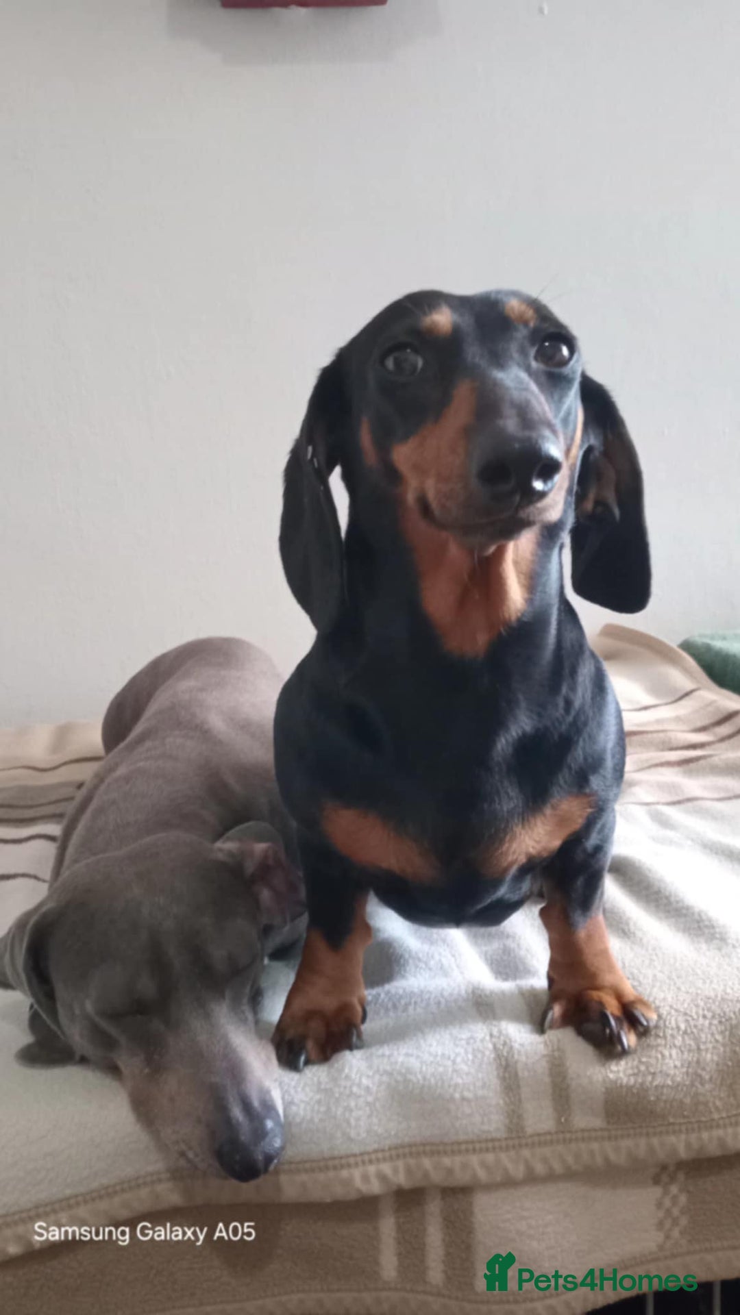Miniature Dachshund dogs for sale: Absolutely stunning little babies - Image 7
