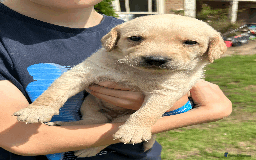 Labradoodle dogs for sale: Gorgeous F1b Labradoodle Puppies for loving homes. - Image 17