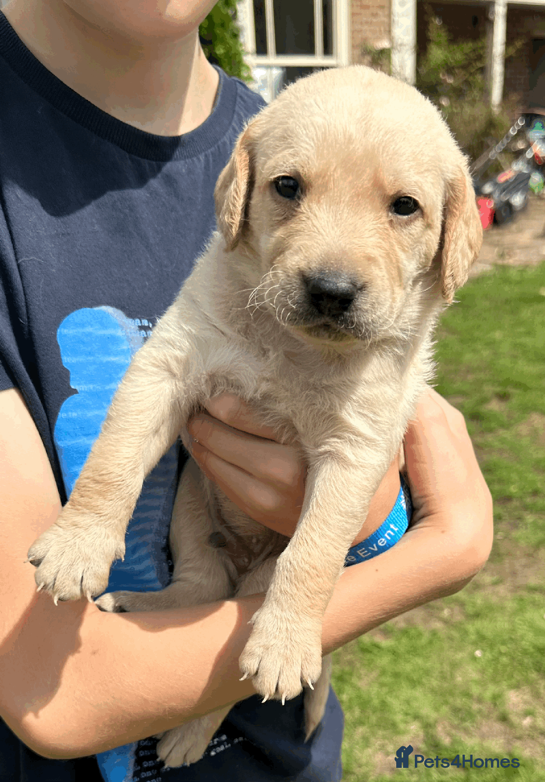 Labradoodle dogs for sale: Gorgeous F1b Labradoodle Puppies for loving homes. - Image 17