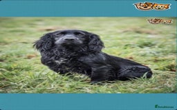 Cocker Spaniel dogs for sale: Lovely short legged black cocker spaniel puppy - Image 8