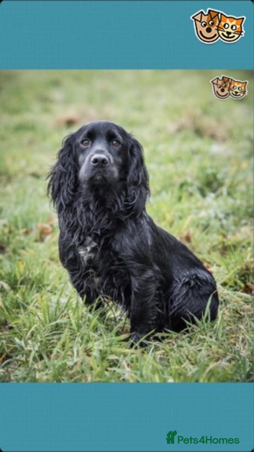 Cocker Spaniel dogs for sale: Lovely short legged black cocker spaniel puppy - Image 8