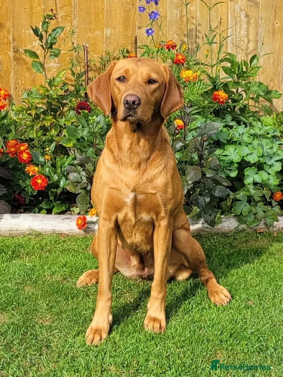 Labrador Retriever dogs Labrador Retriever Puppies - Advert 4
