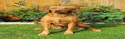 Labrador Retriever dogs for sale: Labrador Retriever Puppies - Advert 1