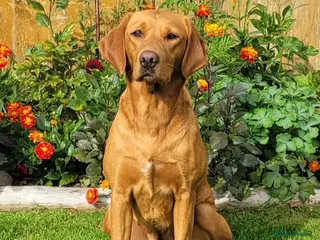 Labrador Retriever dogs Labrador Retriever Puppies - Advert 18