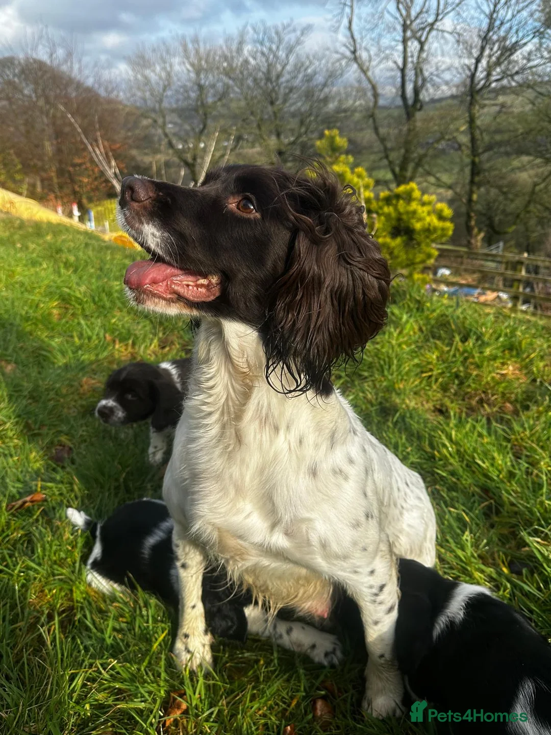 English Springer Spaniel dogs for sale: Black and White Springer Male in Macclesfield - Advert 5